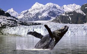 Whale Jump Widescreen Wallpapers 19048