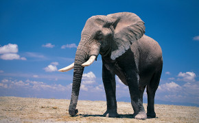 African Elephant Desktop Wallpaper 18622