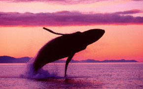 Whale Jump HQ Desktop Wallpaper 19045
