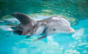 Dolphin Baby Wallpaper 18730