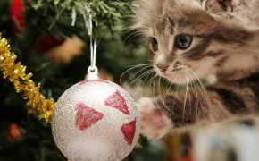 Christmas Kitten HD Wallpapers 18700