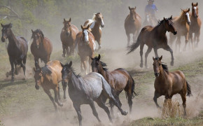 Running Horse Group HD Wallpapers 18950
