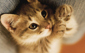 Adorable Cat HD Wallpapers 18614