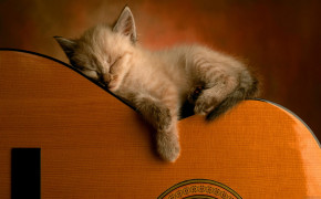 Sleeping Kitten Best Wallpaper 18989