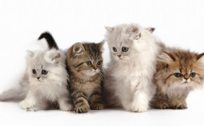 Fluffy Kitten HD Wallpapers 18782