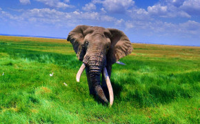 African Elephant Background Wallpaper 18620