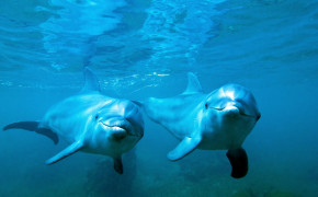Dolphin Couple Background Wallpaper 18731