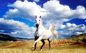 3D Horse Desktop Wallpaper 18578