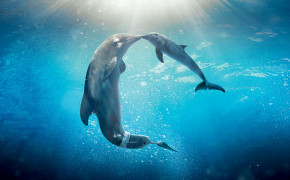 Dolphin Couple HD Background Wallpaper 18735