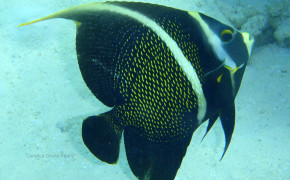 French Angelfish Background Wallpaper 18788