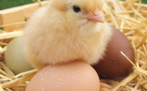 Baby Chicks HD Wallpapers 19108