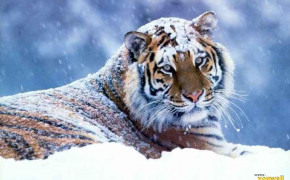 Winter Tiger Wallpaper 19619