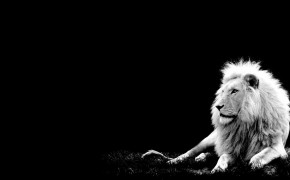 Black And White Lion High Definition Wallpaper 19166