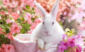Cute White Baby Rabbit Widescreen Wallpapers 19292
