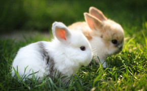 Cute White Baby Rabbit HD Wallpapers 19287