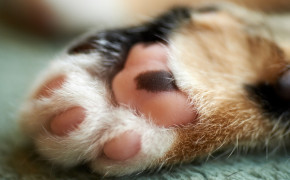 Cat Paws Widescreen Wallpapers 19244