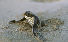 Baby Turtle Background Wallpaper 19114