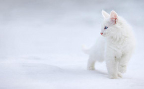 White Cat HD Wallpapers 19587