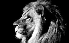 Black And White Lion Best Wallpaper 19161