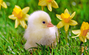Baby Chicks Widescreen Wallpapers 19113