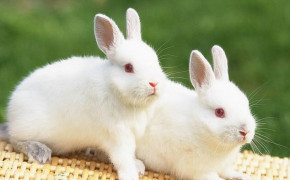 Cute White Baby Rabbit Background Wallpapers 19282
