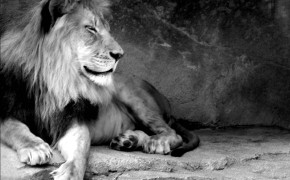Black And White Lion Widescreen Wallpapers 19170