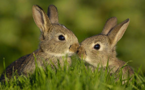 Rabbit Couple Background Wallpapers 19453