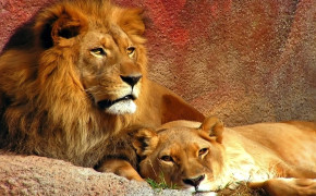 Lion Family Background Wallpapers 19414