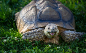 Turtle HD Wallpapers 19562