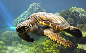 Turtle Swimming High Definition Wallpaper 19575