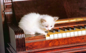 Cat Playing Piano Background Wallpaper 19245