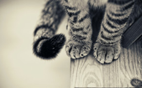 Cat Paws HD Background Wallpaper 19236