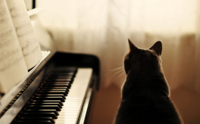 Cat Playing Piano Wallpaper 19254