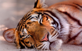Sleeping Tiger HD Desktop Wallpaper 19525