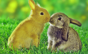 Rabbit Couple Background Wallpaper 19452