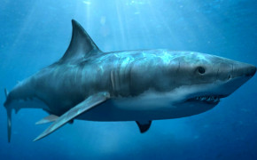 Megalodon Shark Best Wallpaper 19435