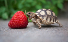 Baby Turtle HD Wallpapers 19120
