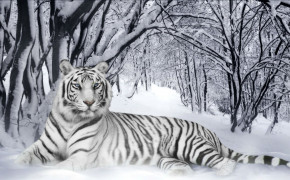 Winter Tiger HD Background Wallpaper 19611