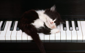 Cat Playing Piano Widescreen Wallpapers 19255