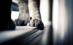 Cat Paws Background Wallpaper 19232