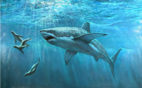 Megalodon Shark Desktop Wallpaper 19436