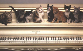 Cat Playing Piano Wallpaper HD 19253