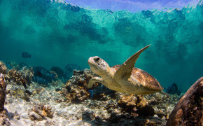 Turtle Swimming Background Wallpaper 19568