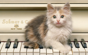 Cat Playing Piano HD Desktop Wallpaper 19248