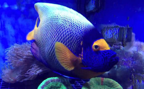 Blueface Angelfish Background Wallpaper 19180