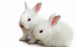 Rabbit Couple High Definition Wallpaper 19460