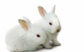 Rabbit Couple HD Background Wallpaper 19456