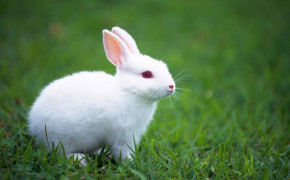 Cute White Baby Rabbit HQ Desktop Wallpaper 19289