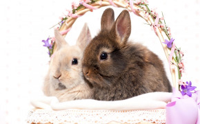 Rabbit Couple HD Desktop Wallpaper 19457