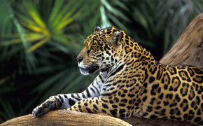 Jaguar Pictures 01753
